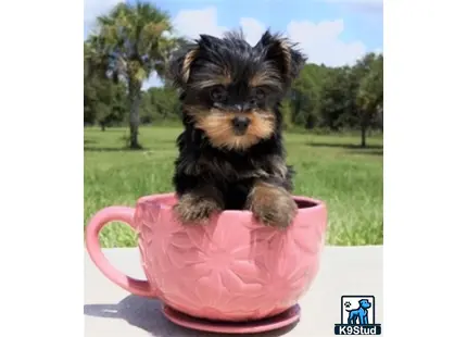 a yorkshire terrier dog sitting in a cup